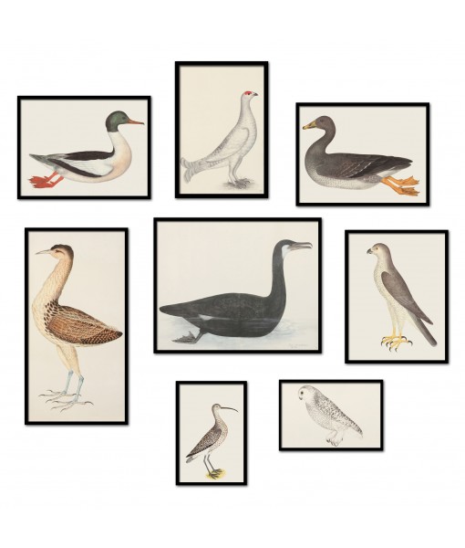 Birds Print Set of 8, Illustrations ...