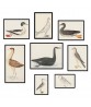 Birds Print Set of 8, Illustrations by Olof Rudbeck -  Art-770-4