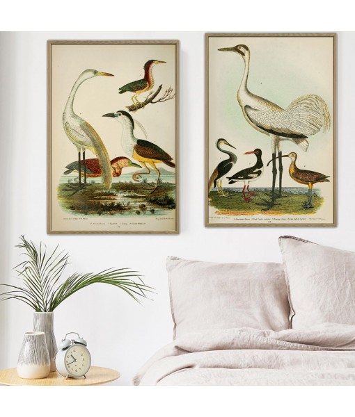 Heron and Crane - Bird Print ...