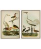 Heron and Crane - Bird Print Set of 2- Art-778