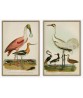 Spoonbill and Heron - Bird Print Set of 2- Art-778