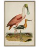 Spoonbill and Heron - Bird Print Set of 2- Art-778
