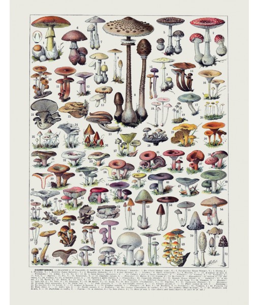 Mushrooms  Art Print Botanical Kitchen ...