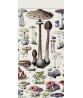 Mushrooms  Art Print Botanical Kitchen Poster Art-785