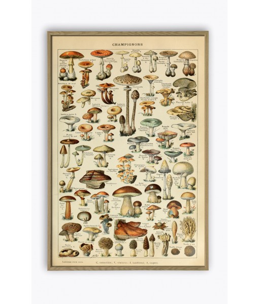 Mushrooms Print, Art-788