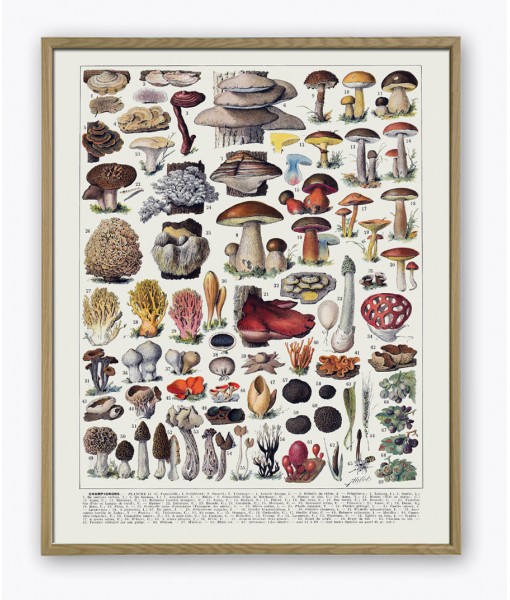 Mushrooms  Art Print Botanical Kitchen ...