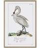 Spoonbill - Vintage Illustration Print Art -816