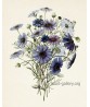 Blue Flowers Bouquet Print, Vintage Botanical Illustration Print