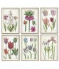 Tulip Flower Print Set of 6 - Art-837