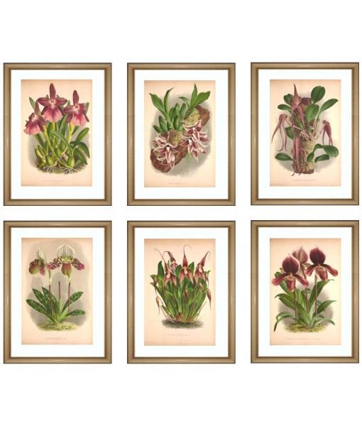 Purple Orchid Flowers Print Set of 6 - Art-84