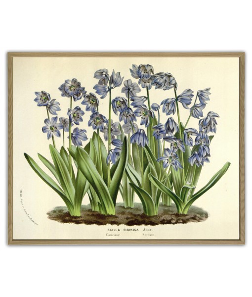 Flower Print - Botanical Illustration- Art-855
