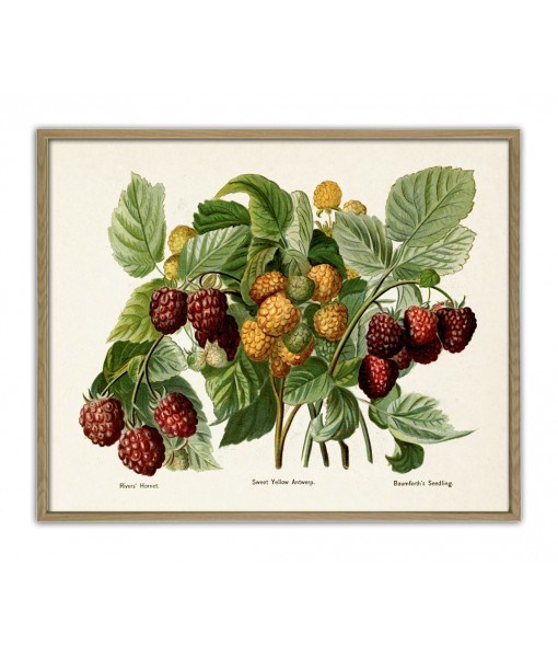 Raspberries Print  - Vintage Botanical ...