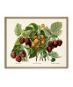 Raspberries Print  - Vintage Botanical Illustration - Art-89