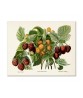 Raspberries Print  - Vintage Botanical Illustration - Art-89