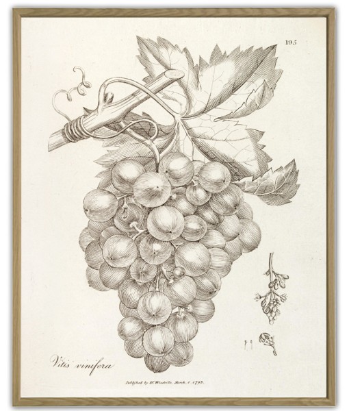 Grape Print - Fruit Decor - Botanical Illustration- Art-924