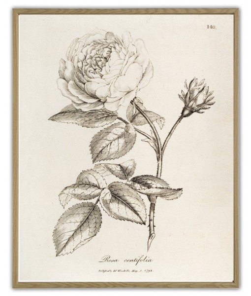 Rose Print - Fruit Decor - Botanical Illustration- Art-924