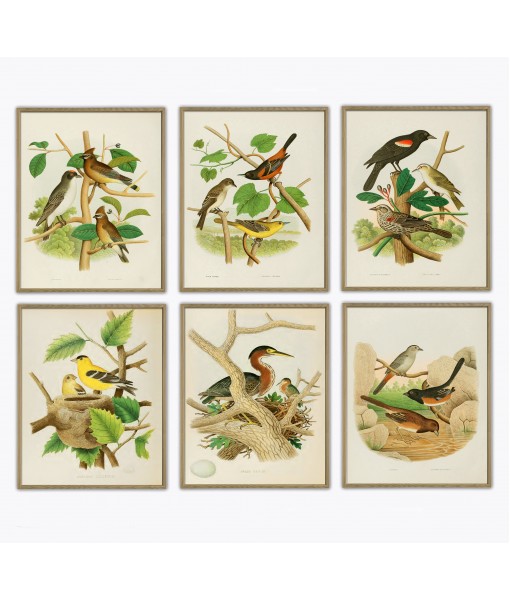 Birds Print Set of 6, Antique Illustrations,  Art-927-set-6