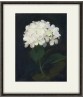White Hydrangea by Stuart Park - Vintage Oil Painting Print