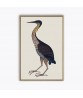 Purple Heron - Bird Painting Print - Art-991