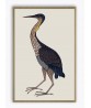 Purple Heron - Bird Painting Print - Art-991