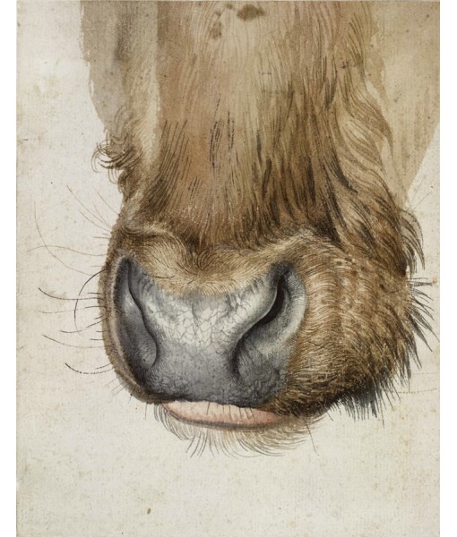 Bull Muzzle by Albrecht Durer - ...
