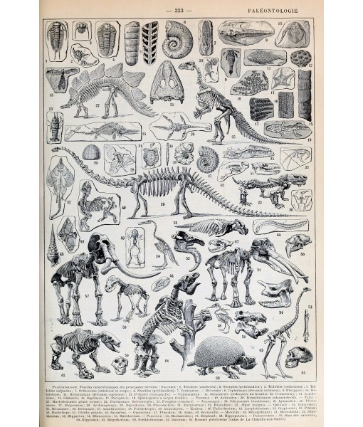 Skeleton Print, Antique Book Plate Print, Paleontology Poster, Anatomy Animals