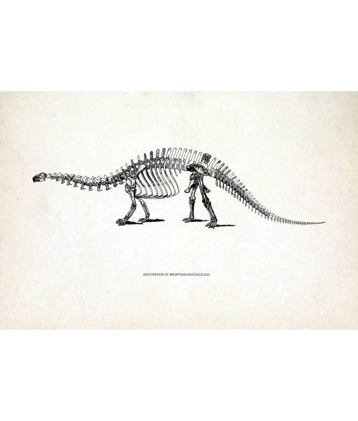 Brontosaurus Dinosaur Skeleton Print, Prehistoric Fossil Animals, Vintage Book Plate Illustration, Paleontology