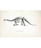 Brontosaurus Dinosaur Skeleton Print, Prehistoric Fossil Animals, Vintage Book Plate Illustration, Paleontology
