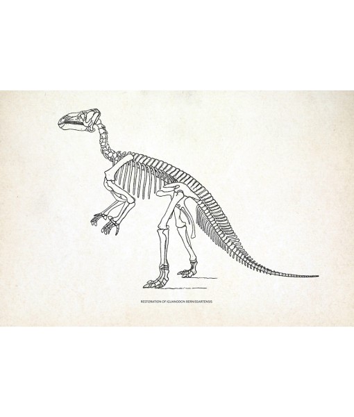 Iguanodon Dinosaur Skeleton Print, Prehistoric Fossil ...