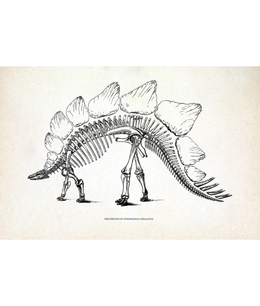 Stegosaurus Dinosaur Skeleton Print, Prehistoric Fossil ...