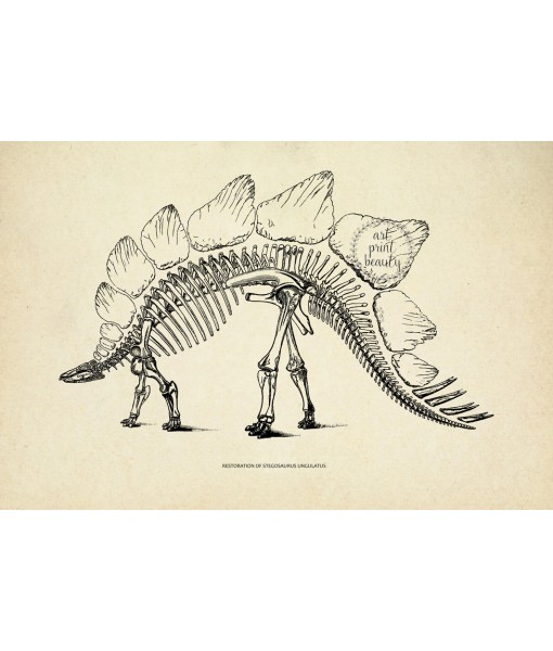 Stegosaurus Dinosaur Skeleton Print, Prehistoric Fossil Animals, Vintage Book Plate Illustration, Paleontology Poster
