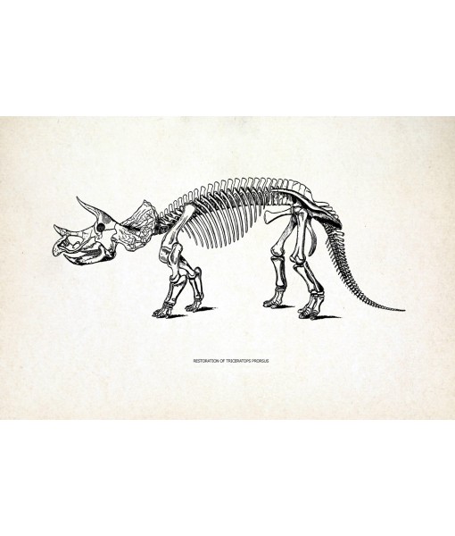 Triceratops Dinosaur Skeleton Print, Prehistoric Fossil ...