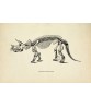Triceratops Dinosaur Skeleton Print, Prehistoric Fossil Animals, Antique Book Plate Illustration, Paleontology