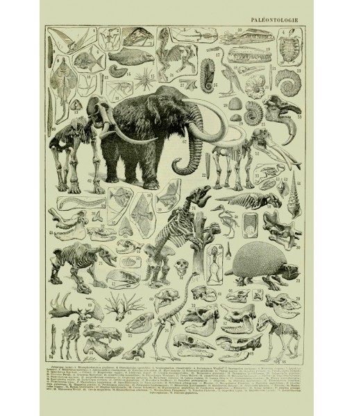 Vintage Paleontology Art Print, Fossil Prehistoric Animals, Natural History Poster