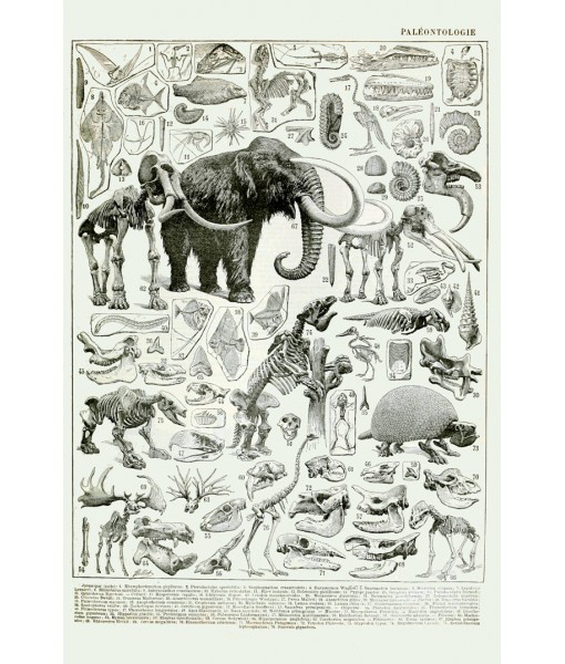 Skeleton Print, Fossil Prehistoric Animals, Natural ...