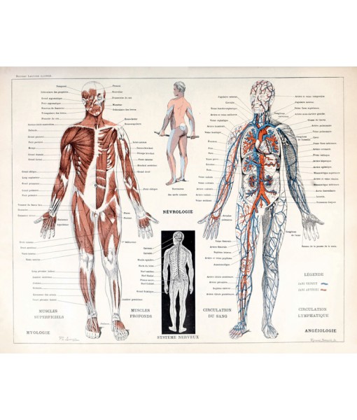 Human Muscles Body Antique Anatomy Wall Art Poster - Human Skeleton - Biology Student Gift Idea -Antique Anatomy Home Decor