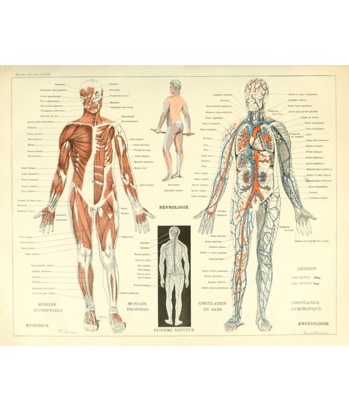 Human Muscles Body Antique Anatomy Wall ...