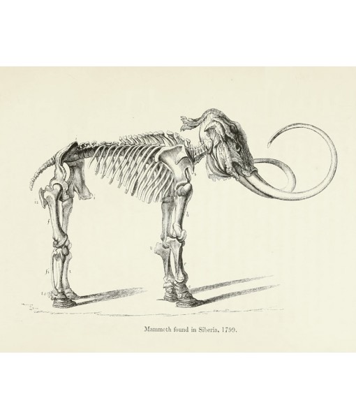 Mammoth Skeleton Print, Prehistoric Fossil Animals, ...
