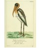 Pelican Bird Print, Large Scale Wall Art Decor, Bird Vintage Illustration, Living Room Decor, Art-816