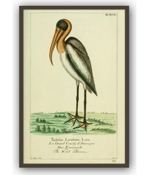 Pelican Bird Print, Large Scale Wall ...