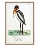 Pelican Bird Print, Large Scale Wall Art Decor, Bird Vintage Illustration, Living Room Decor, Art-816