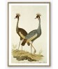 Two Cranes - Bird Vintage Illustration
