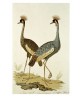 Two Cranes - Bird Vintage Illustration