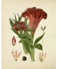 Flower Print Set of 4, Vintage Botanical Illustration by Otto Thome, Art-4