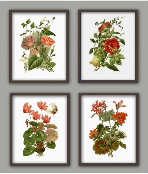 Flower Print Set of 4, Vintage ...