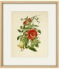 Cobadea scandens Flower Print, Large Scale Decor, Vintage Botanical Illustration by Otto Thome