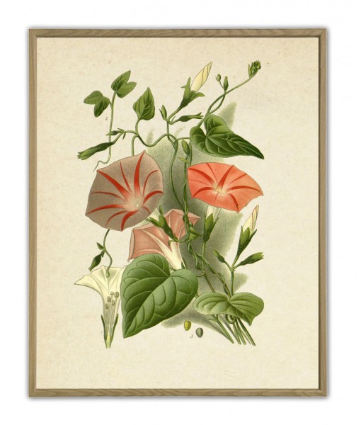Convolvulus Flower Print, Large Scale Decor, Vintage Botanical Illustration by Otto Thome