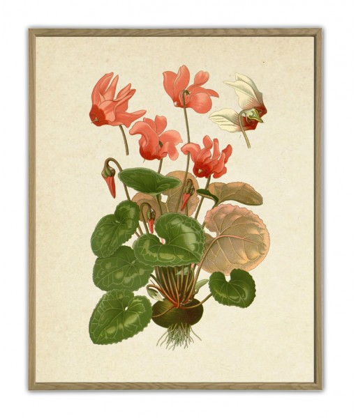 Cyclamen Flower Print, Large Scale Decor, Vintage Botanical Illustration by Otto Thome
