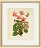 Cyclamen Flower Print, Large Scale Decor, Vintage Botanical Illustration by Otto Thome