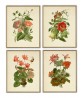 Flower Print Set of 4, Vintage Botanical Illustration by Otto Thome, Set Art-6